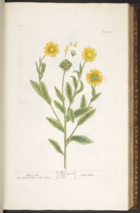 Plaat 106, Goudsbloemen, uit 