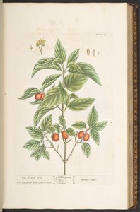 Plate 121, uit 