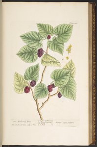 Plate 126, uit 