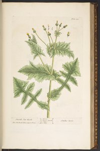 Plate 130, Smooth Son-Thistle, uit 