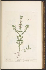 Plate 131, uit 
