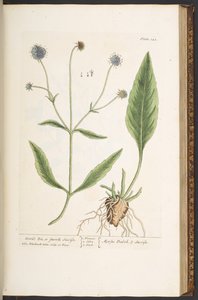 Plate 142, Devil