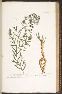 Plate 163, uit 