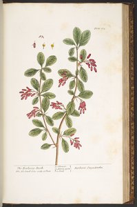 Plaat 165, De Berberisstruik, uit 