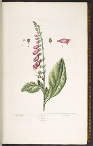 Plaat 16, Vingerhoedskruid, uit 