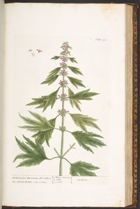 Plate 171, uit 