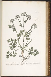 Plate 172, uit 