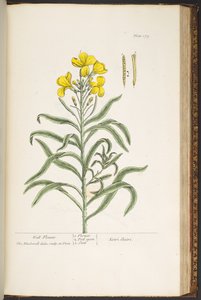 Plate 179, uit 