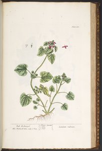 Plate 182, uit 