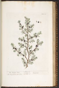 Plaat 187, De Jeneverbesboom, uit 