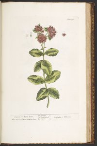 Plaat 191, Orpine, of Live-Long, uit 