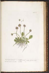 Plaat 200, De Kleine Wilde Madelief, uit 