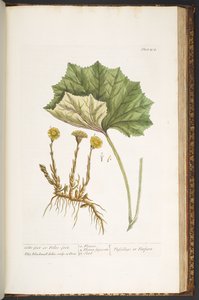 Plate 204, uit 