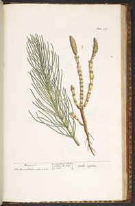 Plaat 217, Paardenstaart, uit 