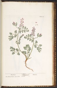 Plaat 237, Fumitory, uit 