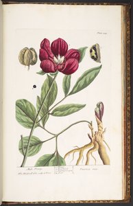 Plaat 245, Mannelijke Pioen, uit 