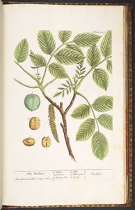 Plaat 247, De Walnoot, uit 