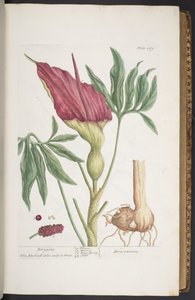 Plaat 269, Draken, of Dracontium, uit 