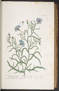 Plaat 270, Kleine Korenbloem, uit 