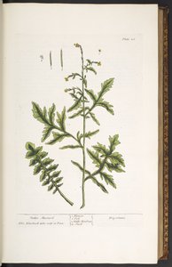 Plaat 28, Heggenmosterd, uit 