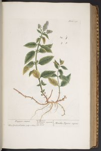 Plate 291, uit 