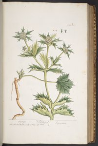 Plate 297, Eryngo, uit 