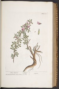 Plate 301, Rest-harrow, uit 