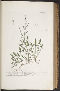 Plate 307, uit 