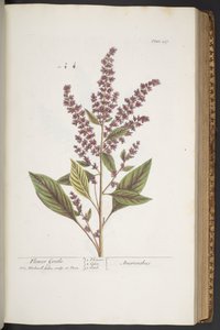 Plaat 317, Flower Gentle, of Amaranthus, uit 