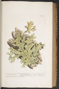 Plaat 335, uit 
