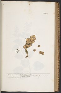 Plaat 371, uit 