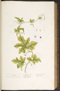 Plate 37, Bryony, uit 