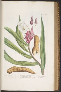 Plaat 394, uit 