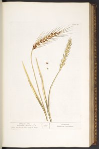 Plate 40, Wheat, en Bearded Wheat, uit 