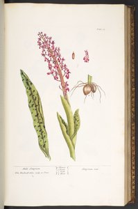 Plaat 53, Mannelijke Satyrion, uit 