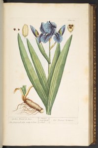 Plaat 69, Tuinbloem-de-Luce, uit 