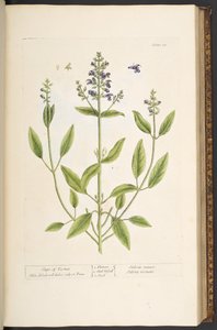 Plate 71, uit 
