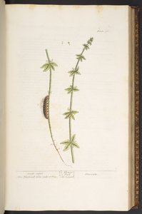 Plate 76, Cross Wort, uit 