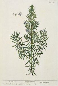Rosmarinus Officinalis, uit 