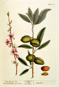 De amandelboom, plaat 105 uit 