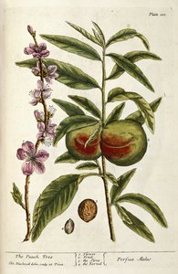 De perzikboom