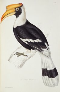 Buceros Cavatus, uit 