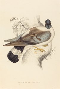 Columba Leuconota (Sneeuwduif) door Elizabeth Gould
