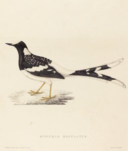 Enicurus Maculatus (Gevlekte vorkstaart) door Elizabeth Gould
