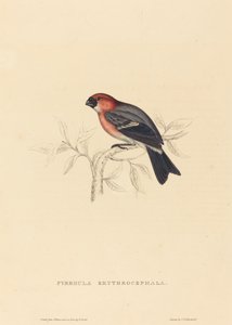 Pyrrhula Erythrocephala (Roodkopgoudvink) door Elizabeth Gould