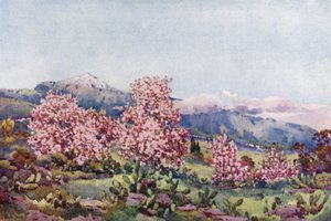Amandelbloesem, Vallei van Orotava