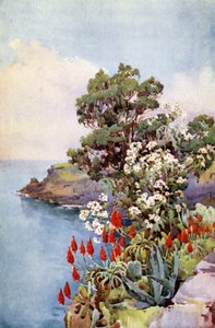 Aloë en madeliefjesboom