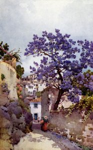 Jacarandaboom