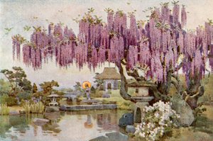 De oude wisteria
