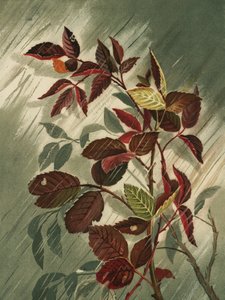 Herfstbladeren in de regen